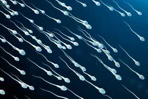 Production spermatozoïdes : où et comment sont-ils fabriqués ?