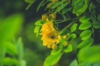 plante-sene-bienfaits