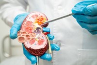 creatinine-quand-s-inquieter