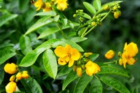 plante-sene-constipation