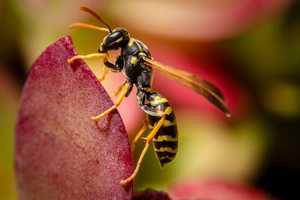 Piqûre de guêpe : symptômes, premiers secours et allergies