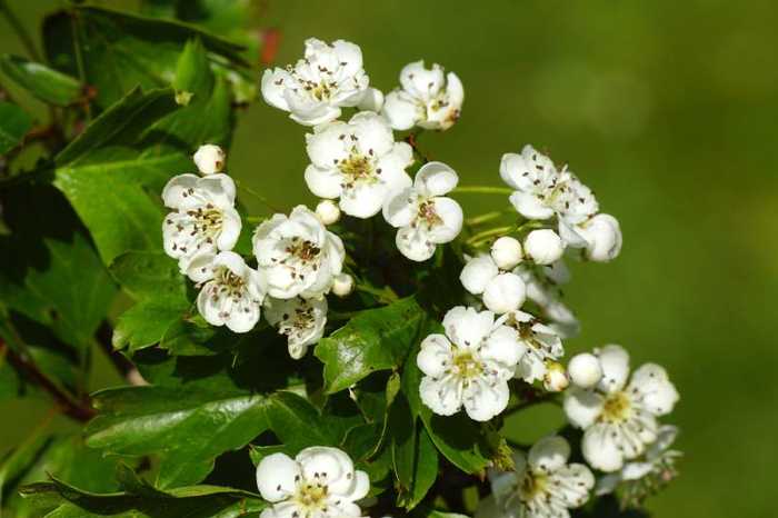 Aubépine : bienfaits, dangers et effets secondaires